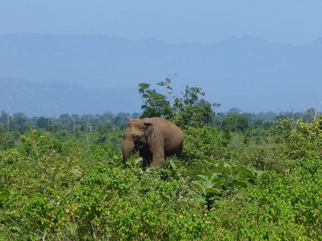 Udawalawe National Park